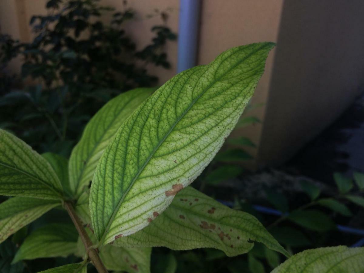 Guest House Gelit Mtsʼkhetʼa Exterior foto